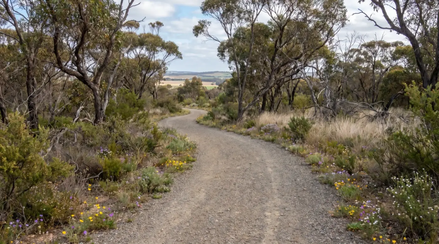 A flat, well-made gravel walking path curving through open eucalyptus bushland with spring wildflowers along its edges