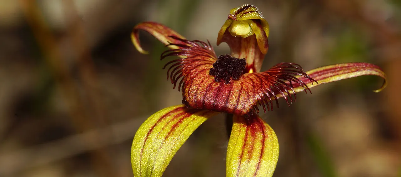A dancing orchid in flower near Kojonup, the kind of spring wildflower the Bloom Festival celebrates