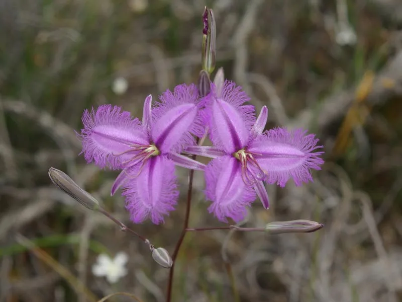 Two purple fringe lily flowers on a slender stem
