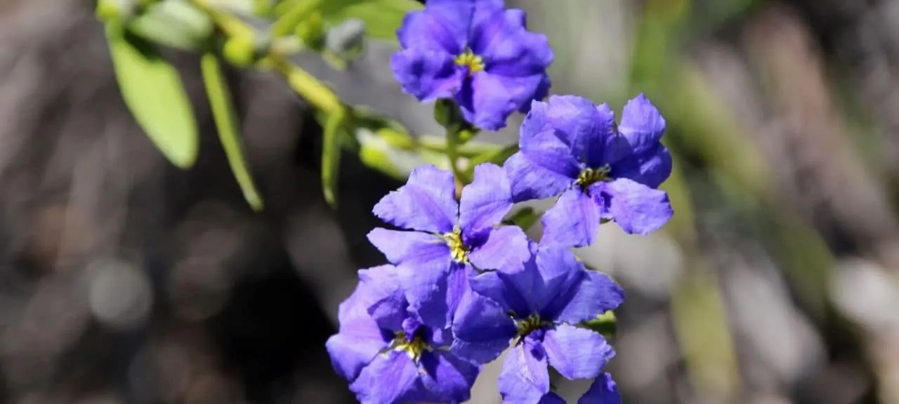 Wildflowers in the Myrtle Benn Flora and Fauna Sanctuary within the Kojonup town boundary