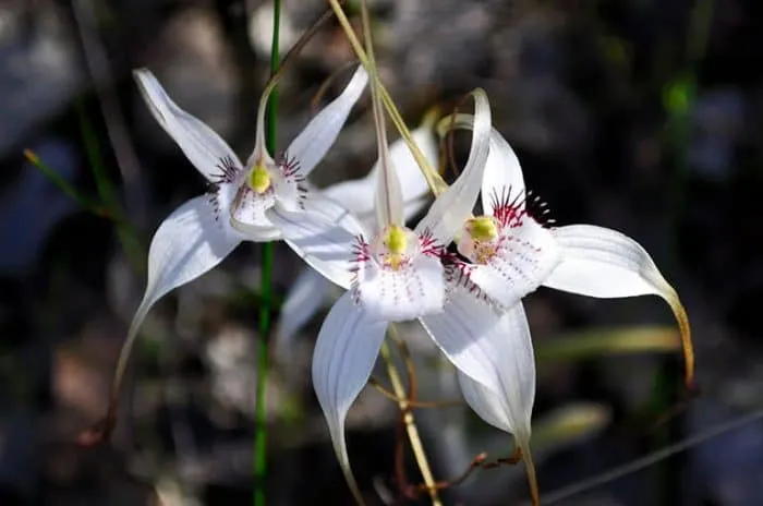 Several white spider orchids clustered together