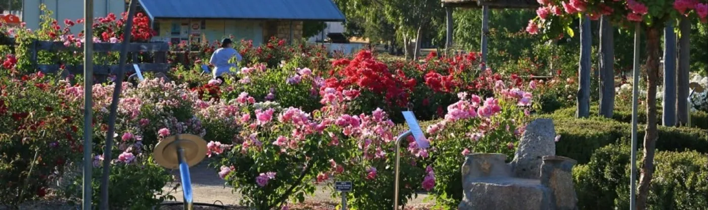 The Australian Rose Maze at the Kodja Place in Kojonup, one of seven photo-worthy destinations near town