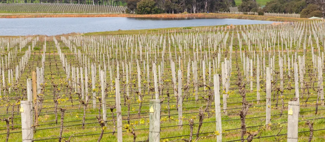 Vineyard rows running down to a lake in the Margaret River wine region