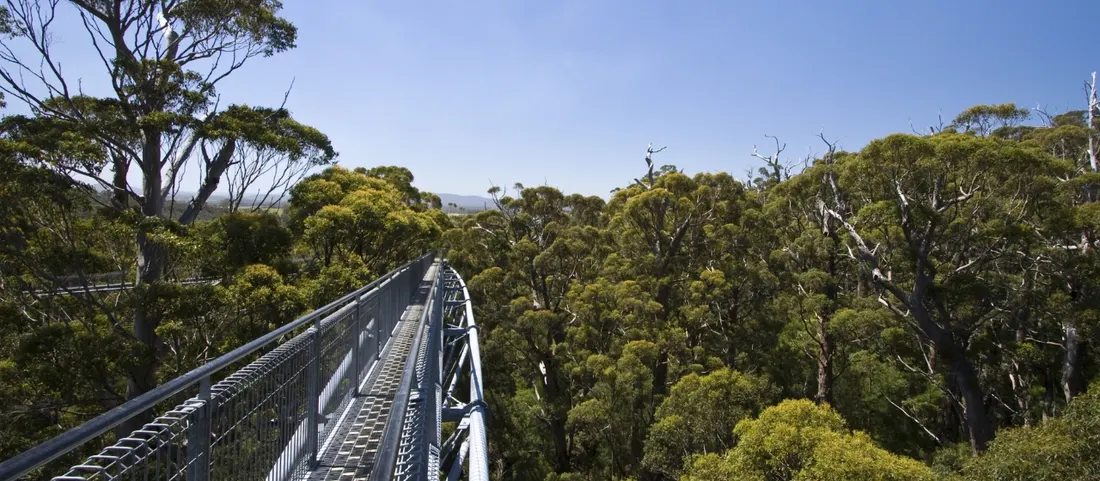 The Valley of the Giants Tree Top Walk winding through the tingle forest canopy near Walpole
