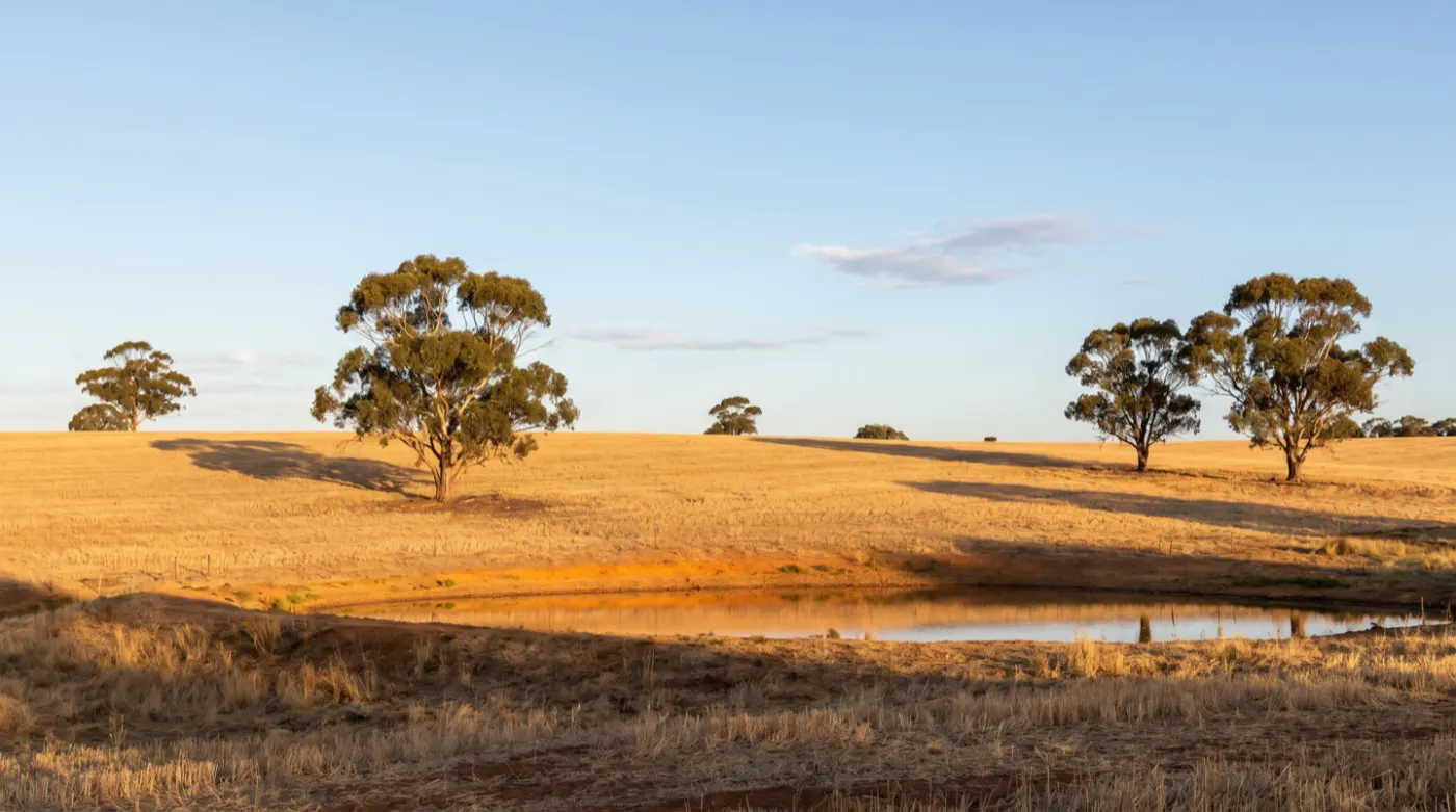 Golden dry summer paddocks with scattered gum trees and a farm dam in warm evening light