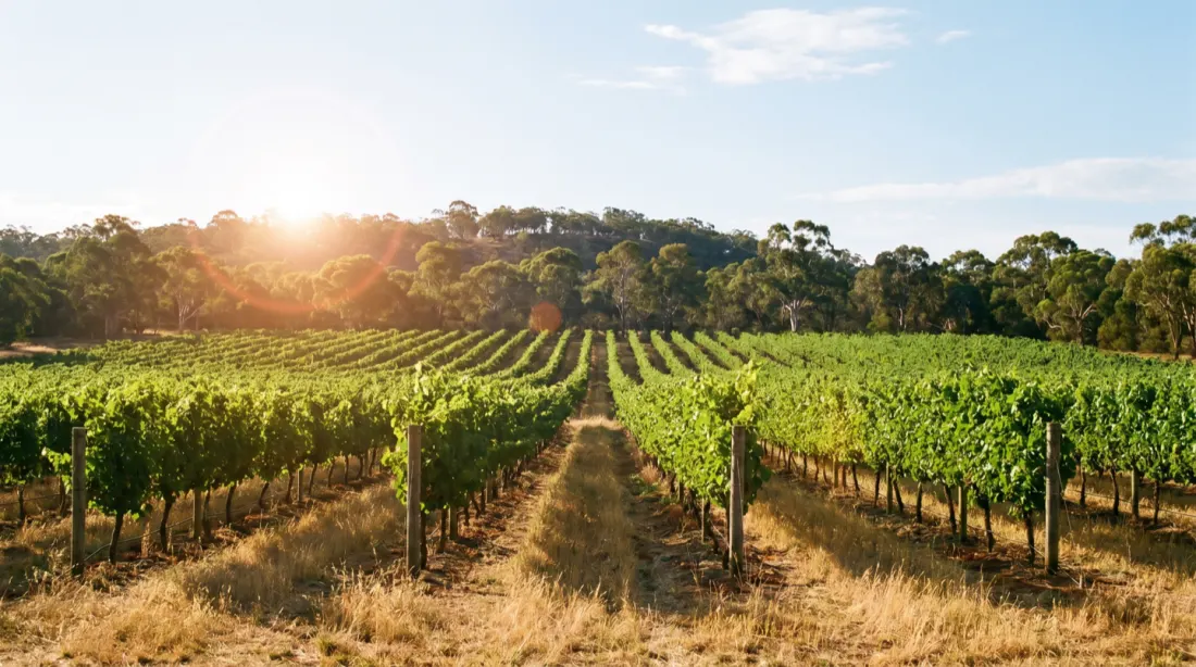 Rows of grapevines in full green summer leaf with dry golden grass and low evening sun