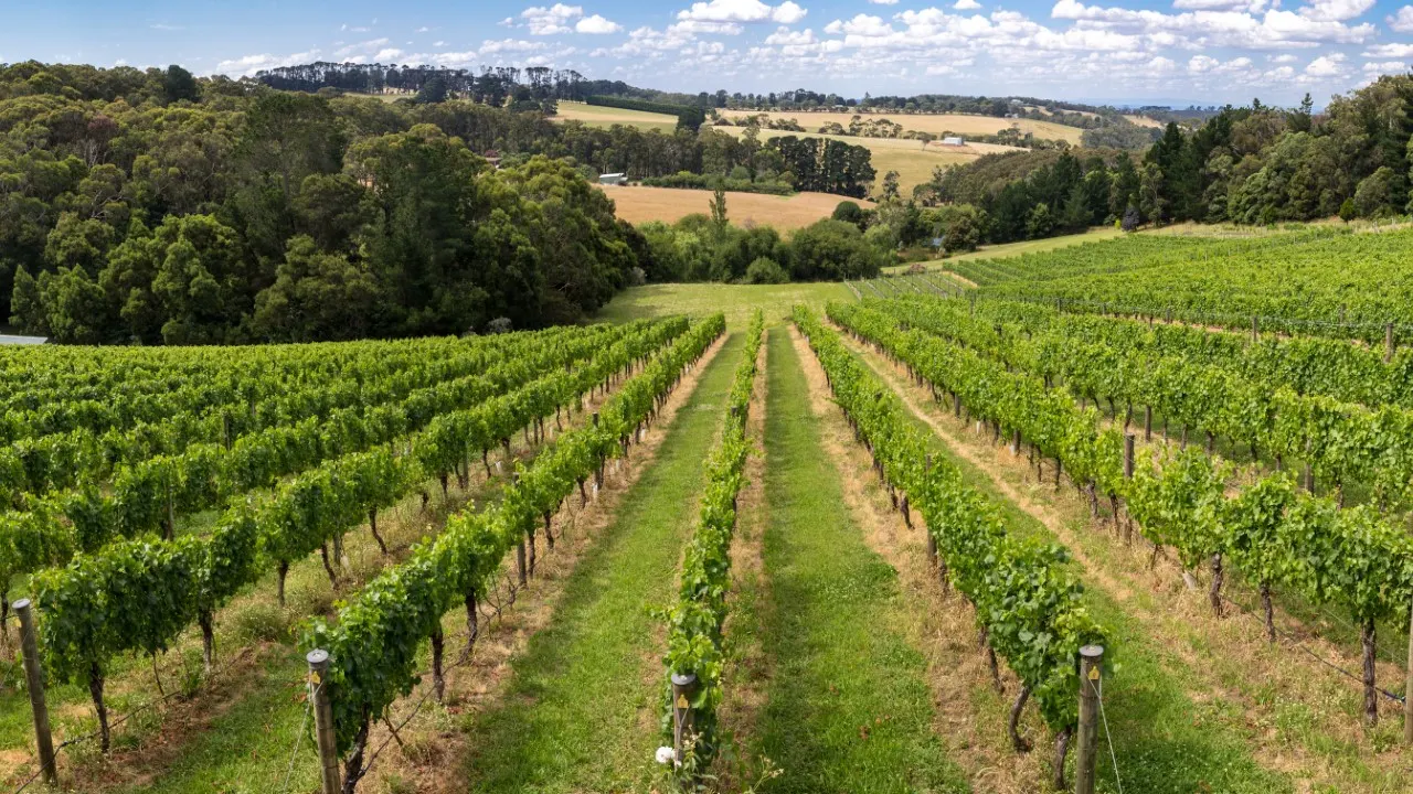 Rows of grapevines in a Great Southern vineyard near Kojonup